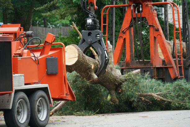 Best Firewood Processing and Delivery  in Ramona, CA